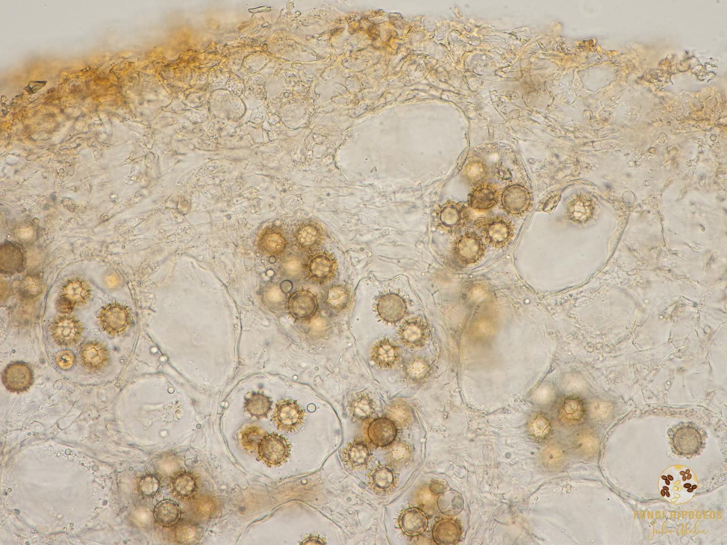 Imagen de portada 1508