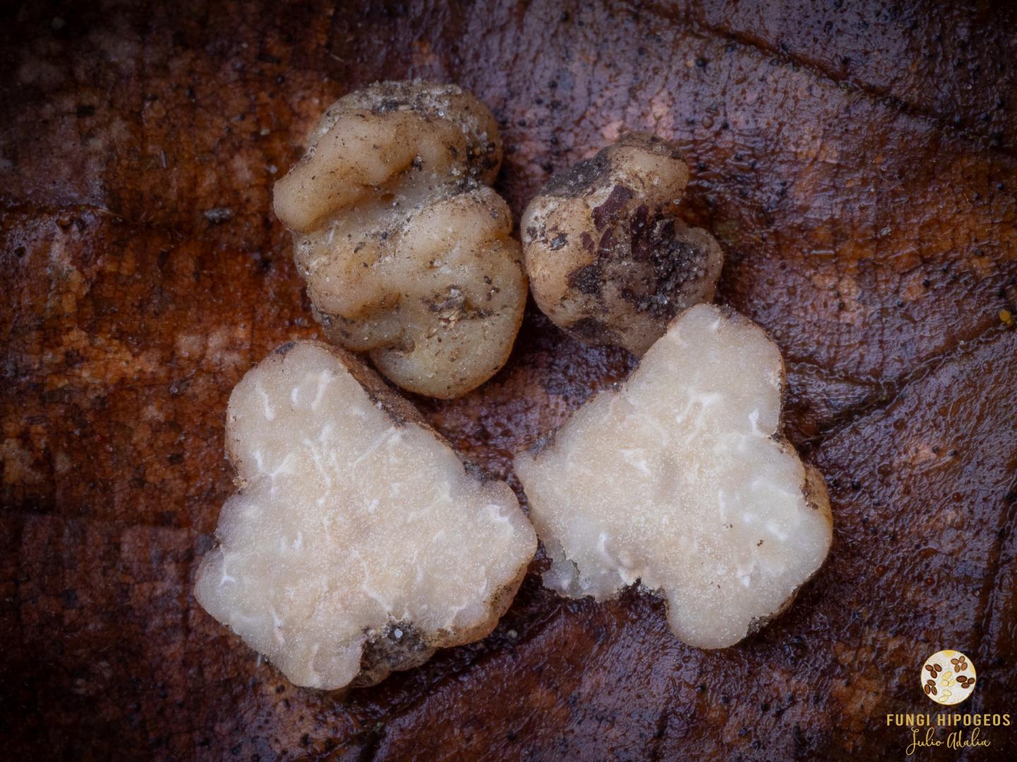 Imagen de portada 342