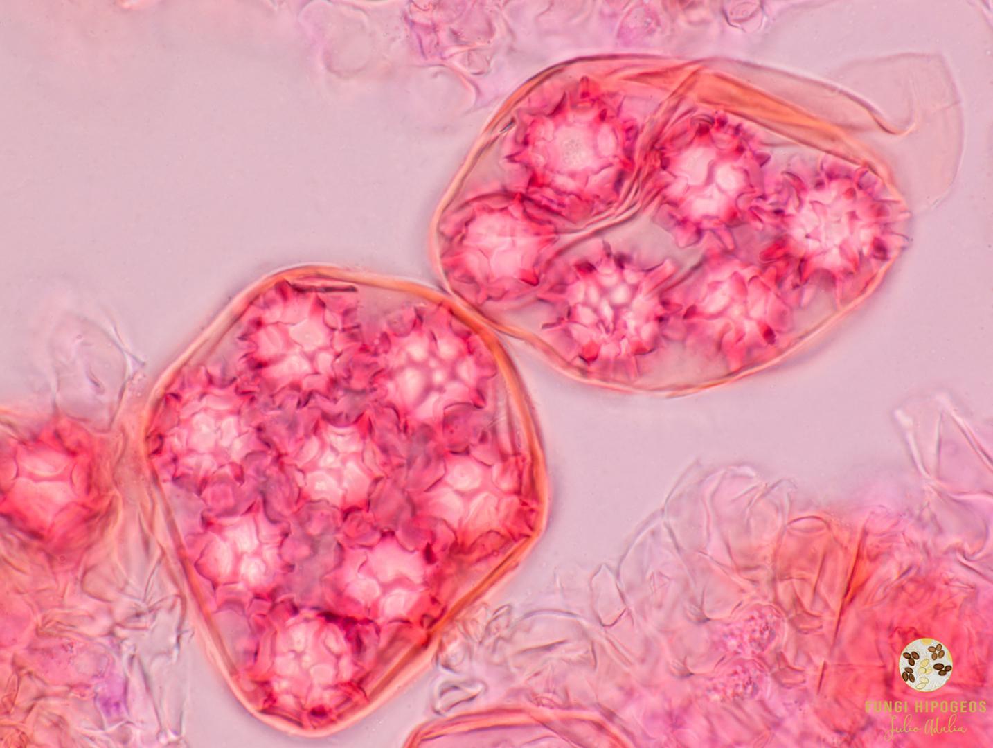 Imagen de portada 343