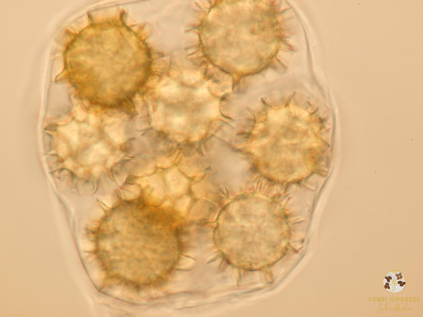 Imagen de portada 344