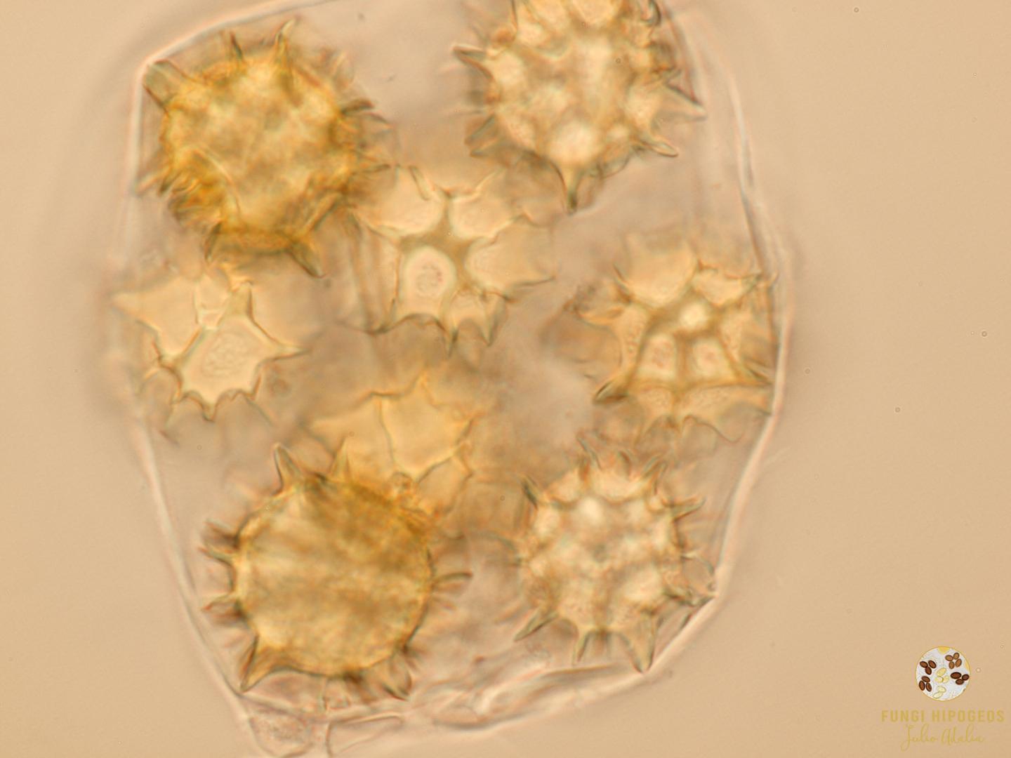 Imagen de portada 345