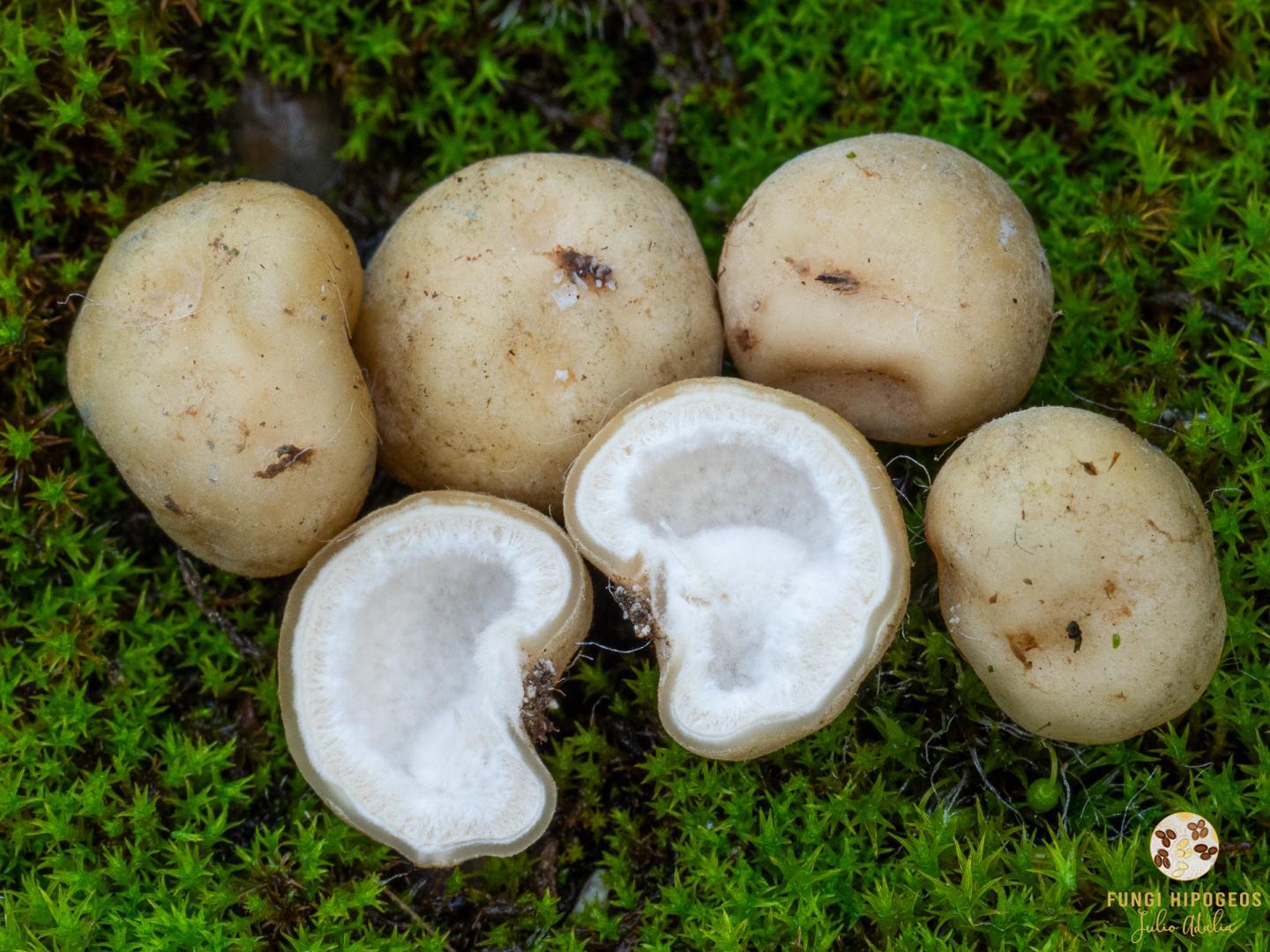 Imagen de portada 1495