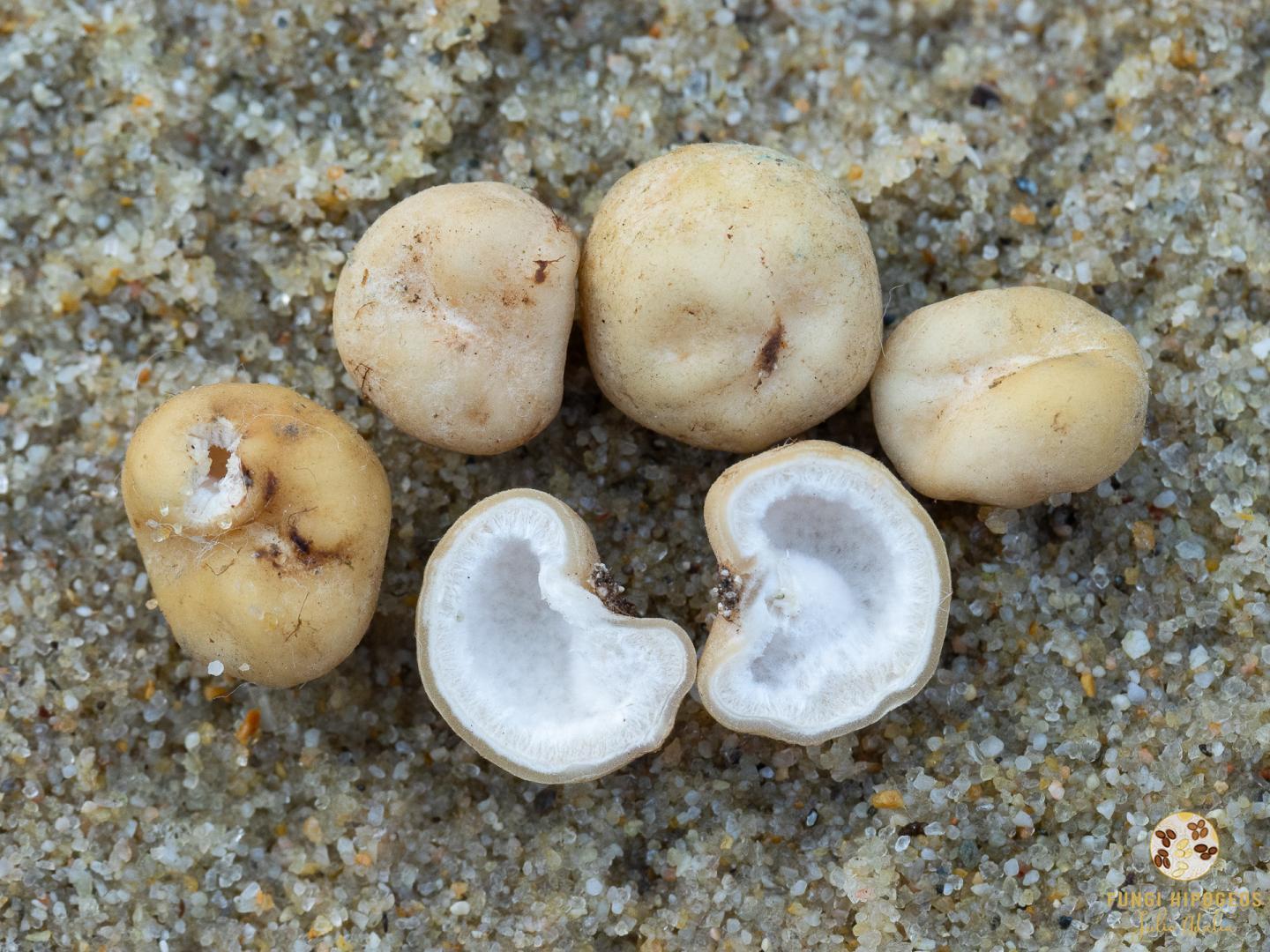 Imagen de portada 1496