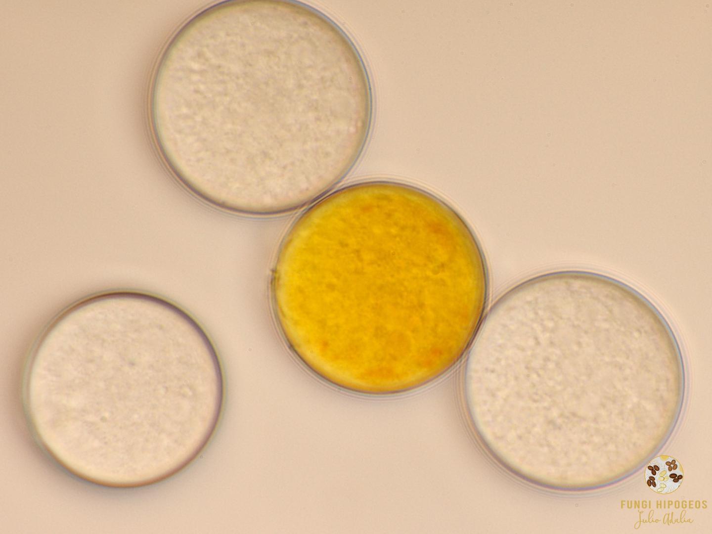 Imagen de portada 1499