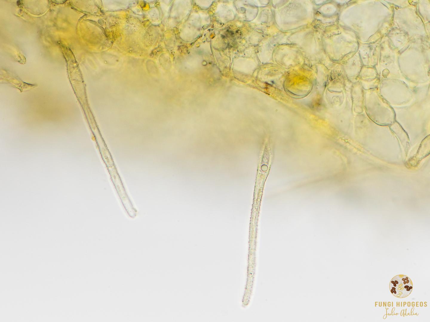 Imagen de portada 1501