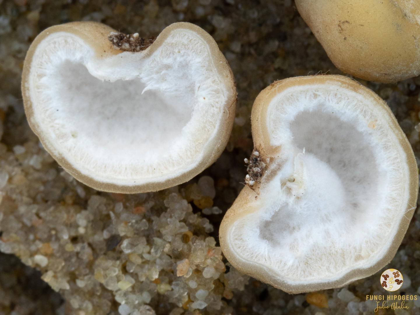 Imagen de portada 1502