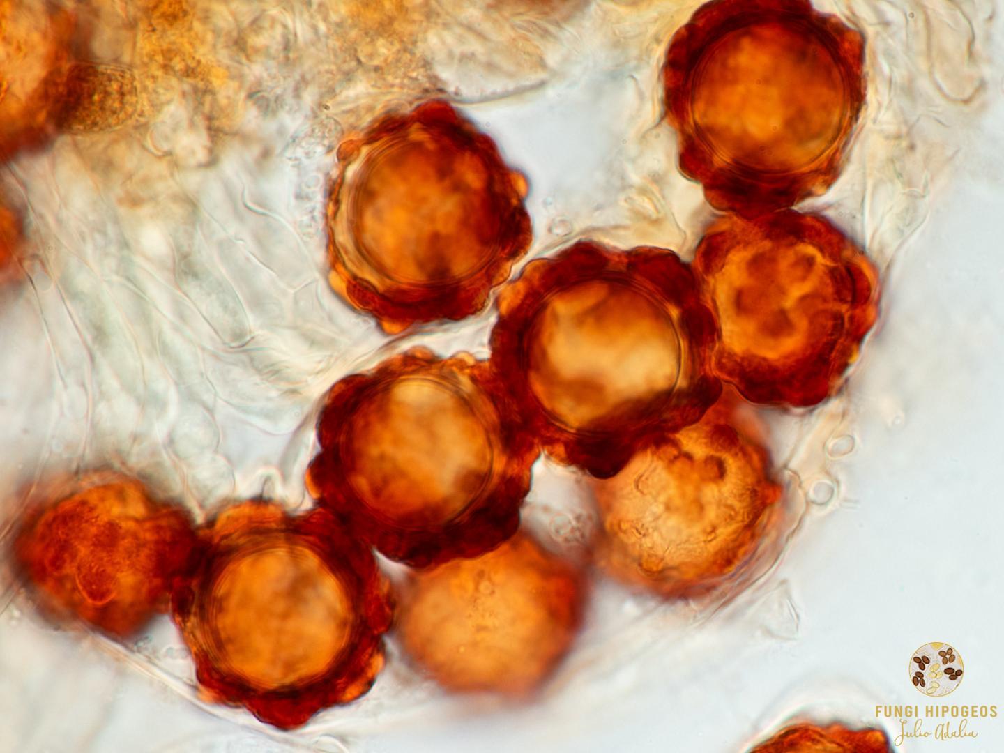 Imagen de portada 239