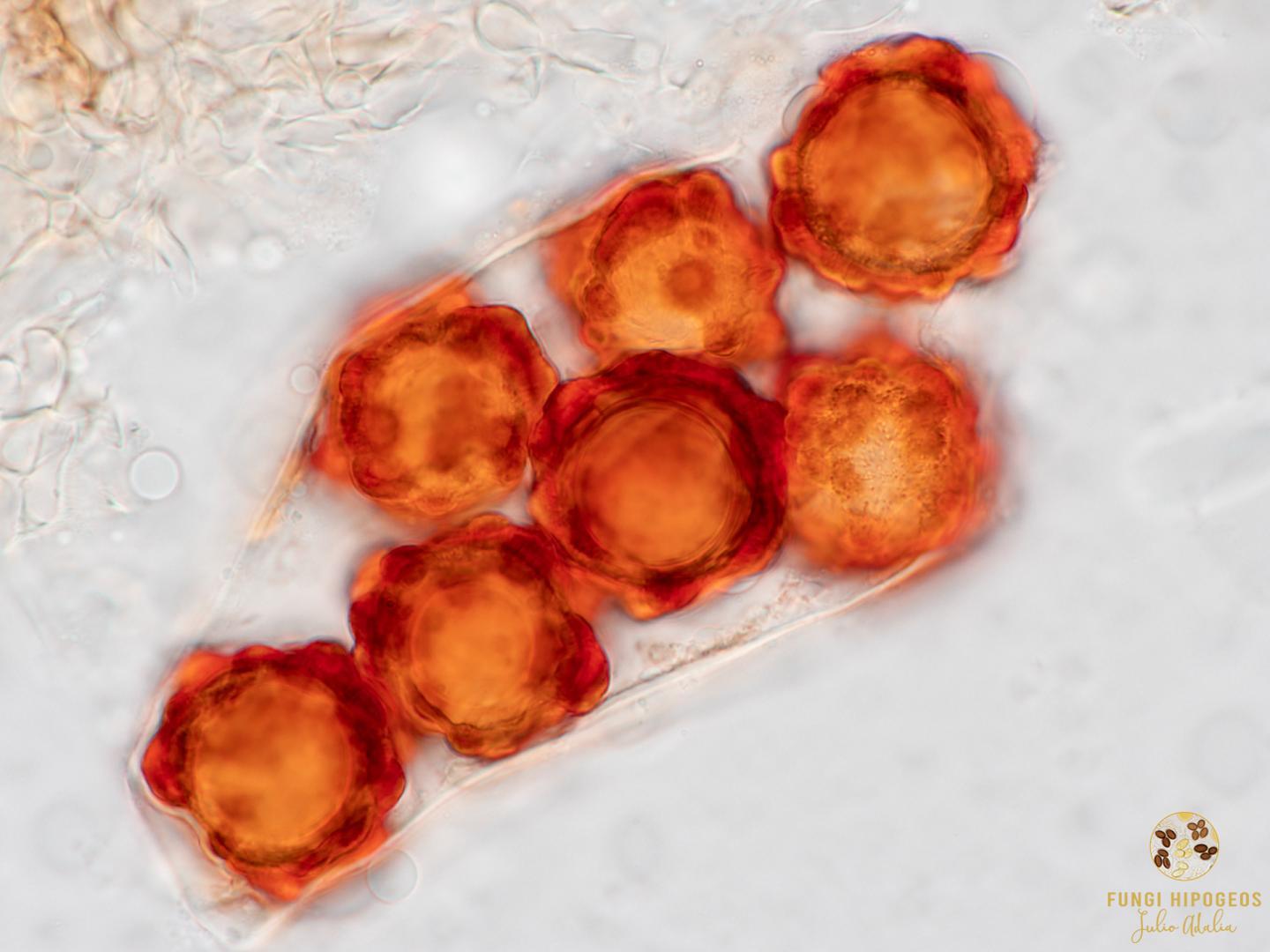 Imagen de portada 240