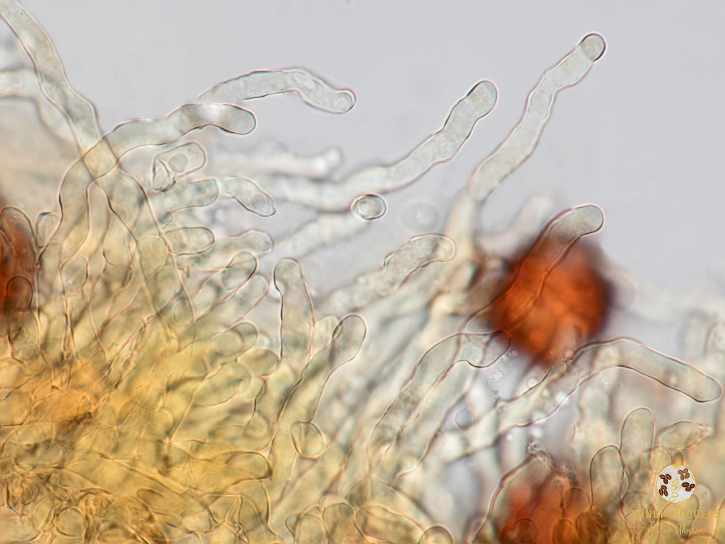 Imagen de portada 241