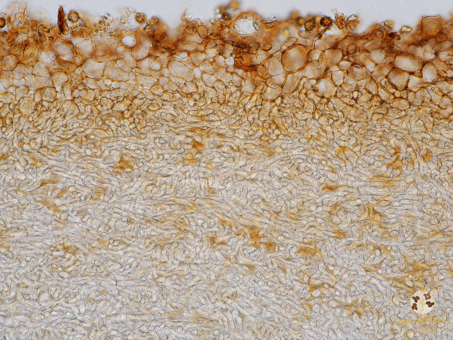 Imagen de portada 242