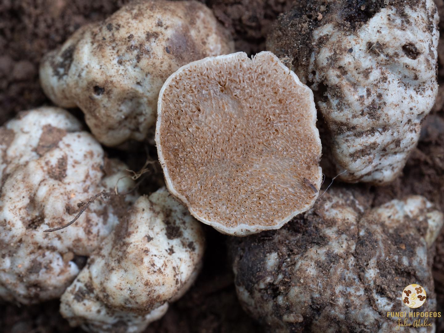 Imagen de portada 990