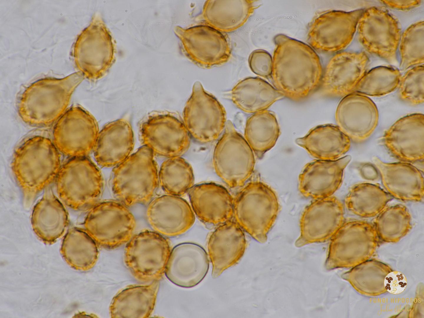 Imagen de portada 993