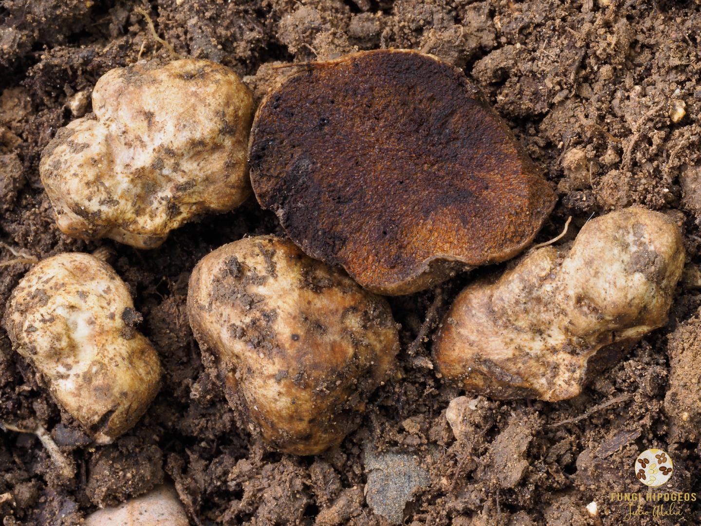 Imagen de portada 1169