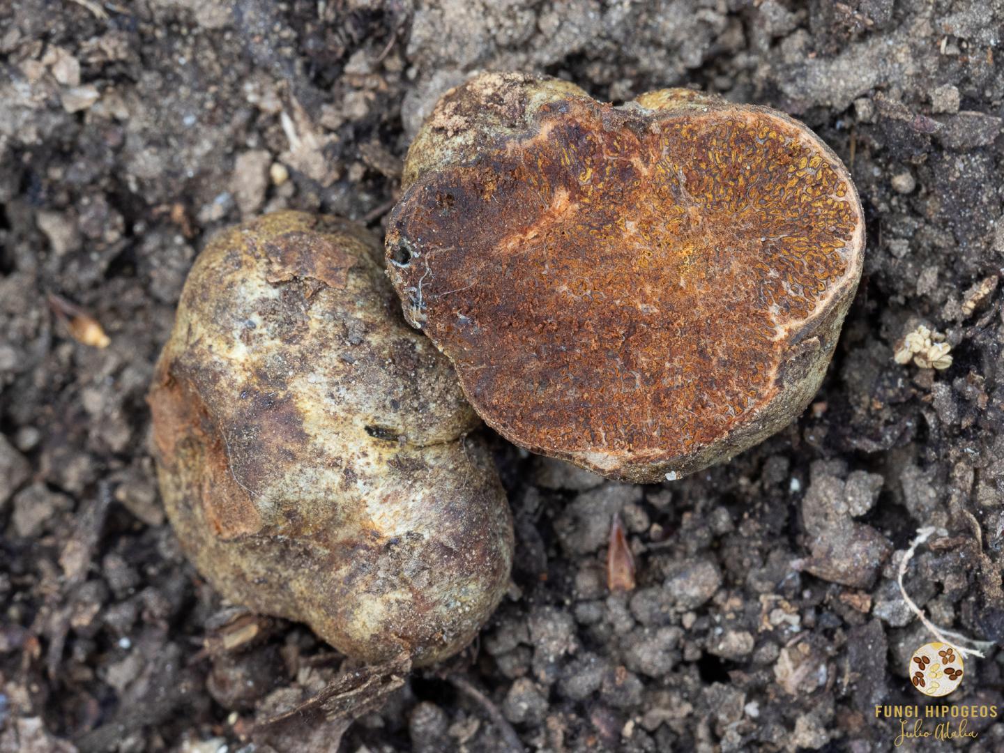 Imagen de portada 1170