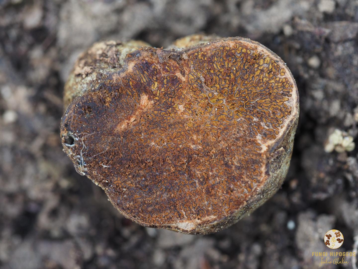 Imagen de portada 1171