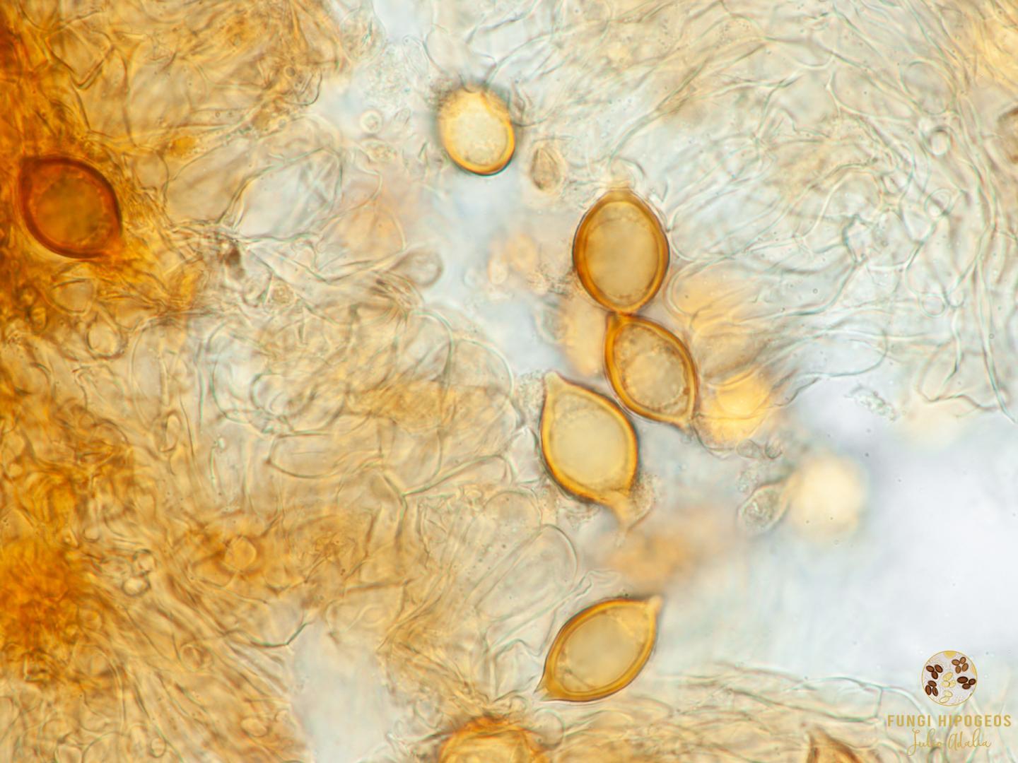 Imagen de portada 1172