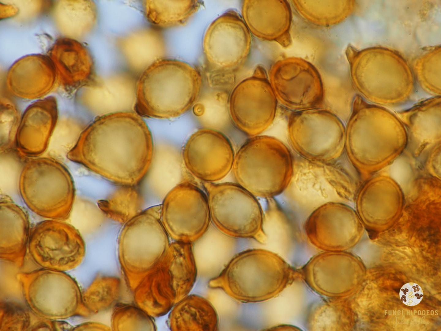 Imagen de portada 1173