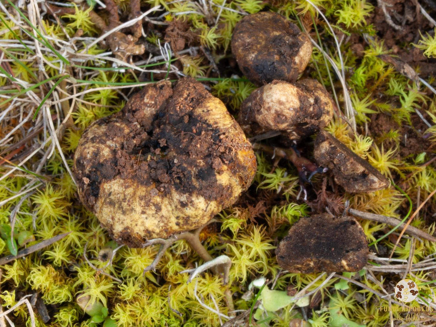 Imagen de portada 1176