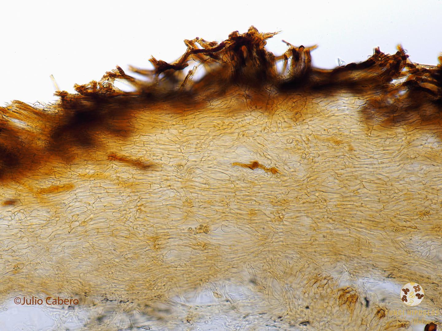 Imagen de portada 1179