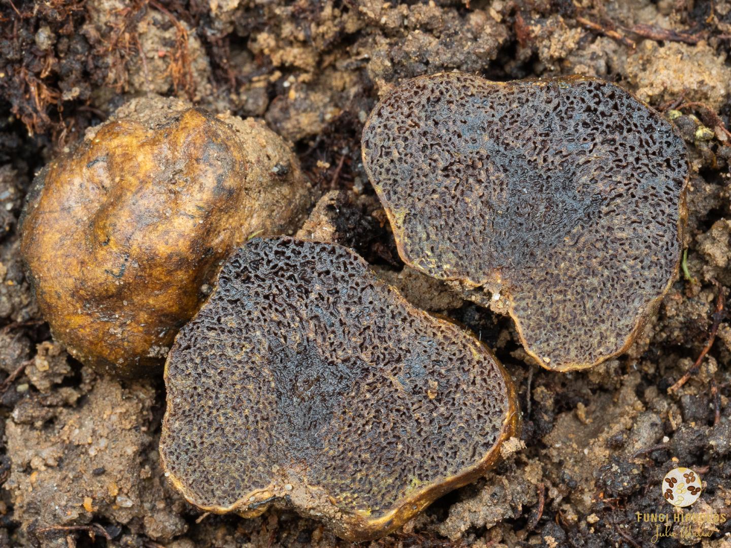 Imagen de portada 1190