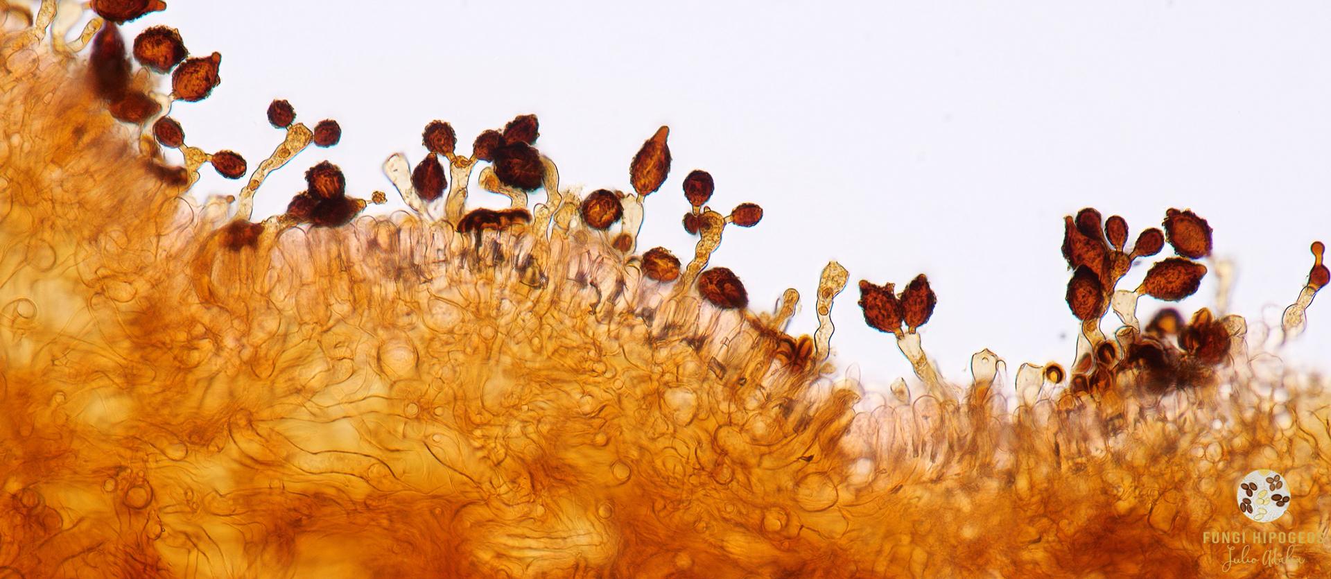 Imagen de portada 1195