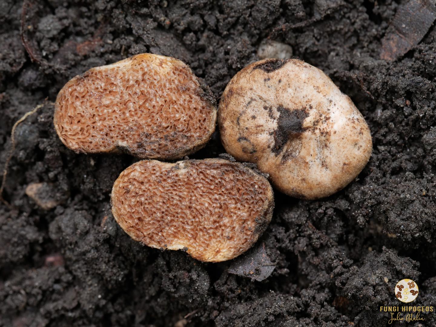 Imagen de portada 1205