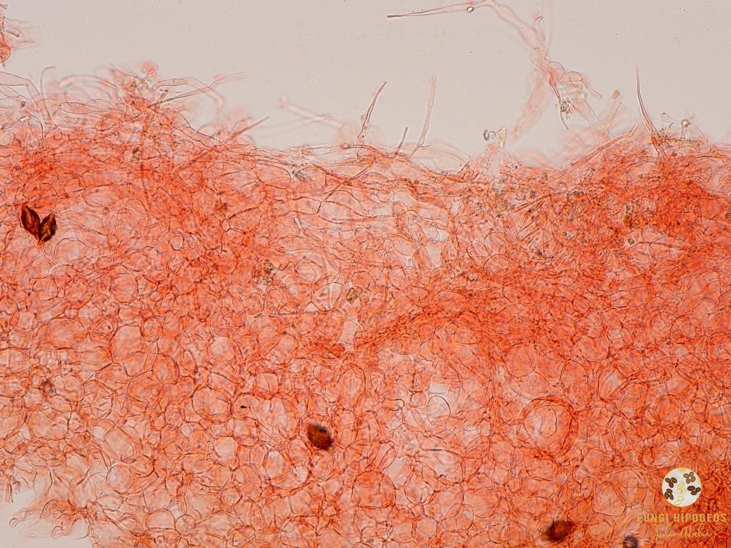 Imagen de portada 1200