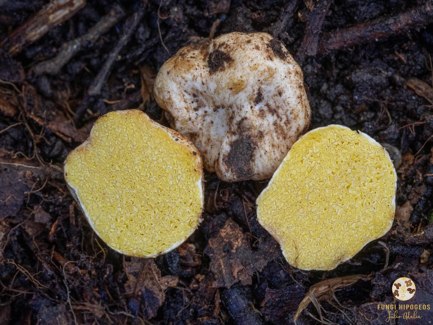 Imagen de portada 1221