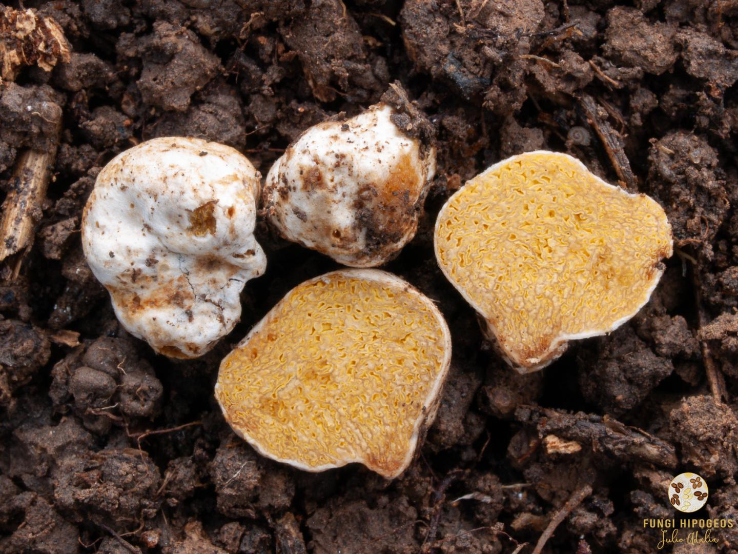 Imagen de portada 1222