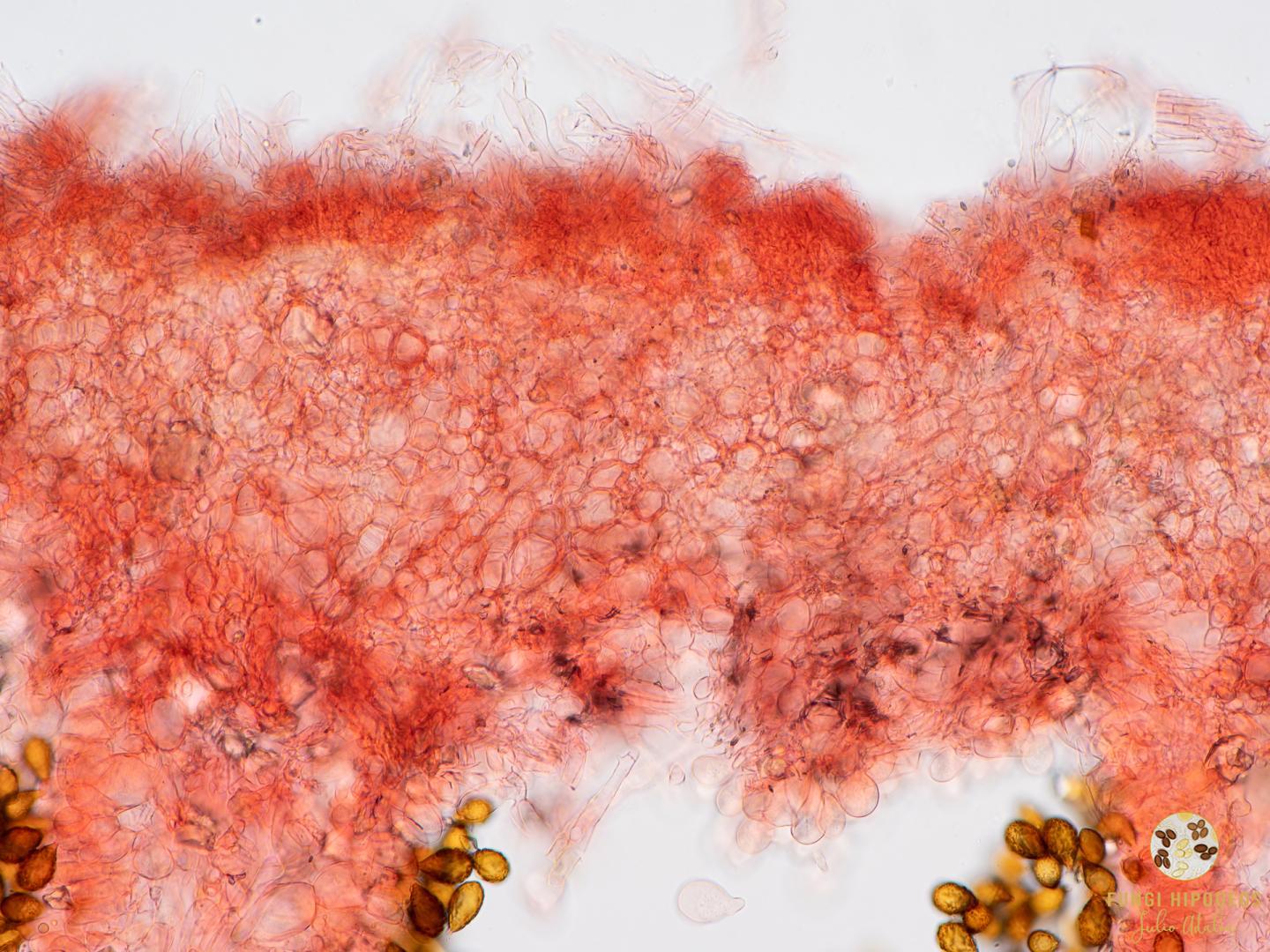 Imagen de portada 1232