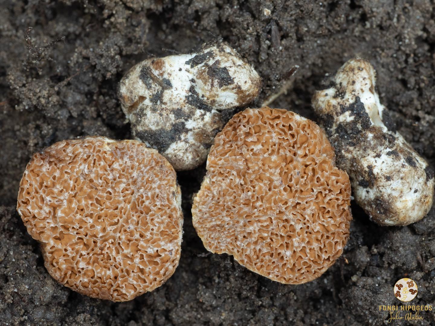 Imagen de portada 1239