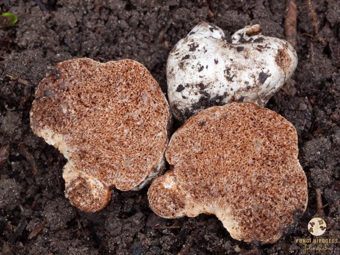 Imagen de portada 1240