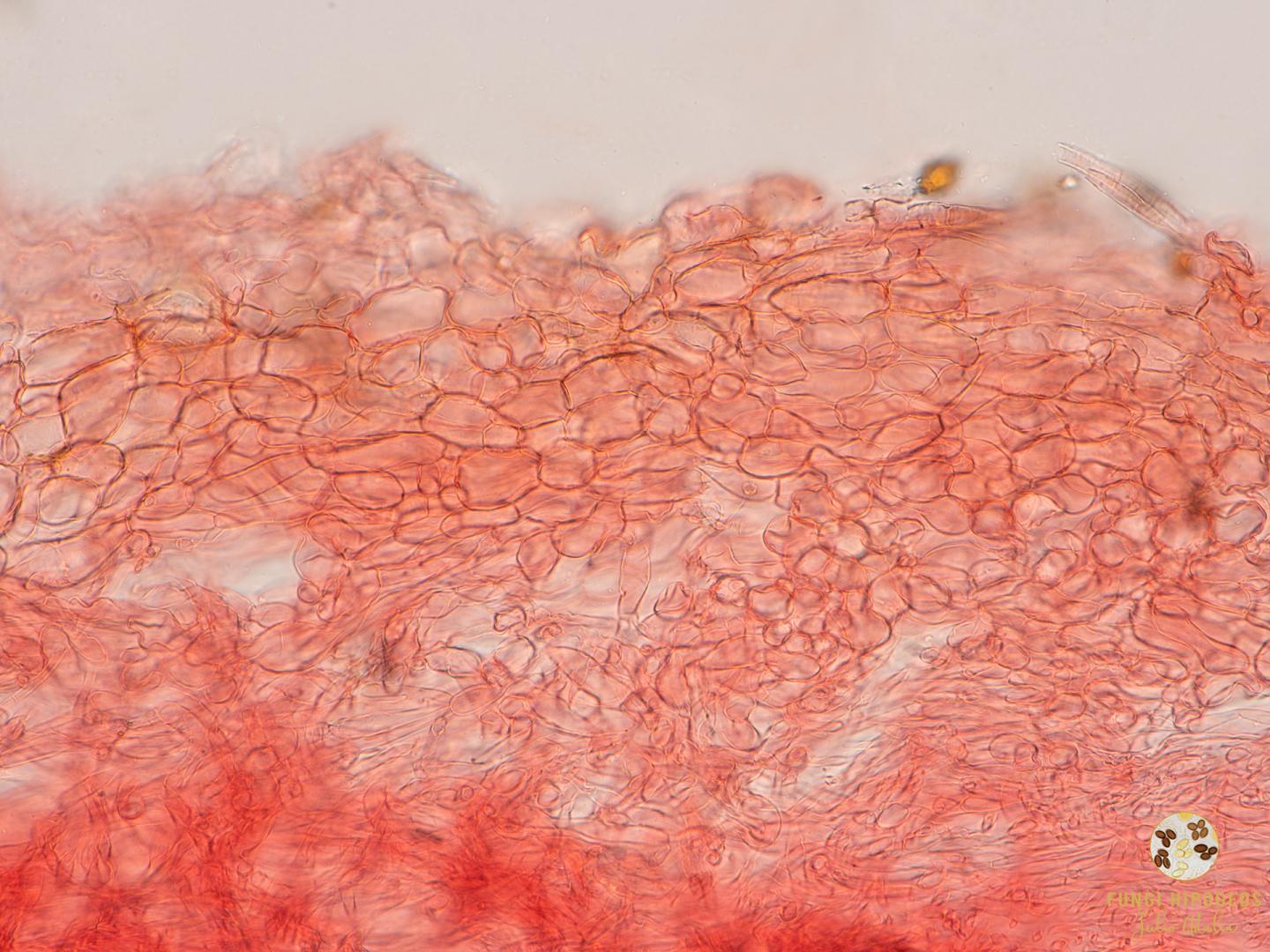 Imagen de portada 1241