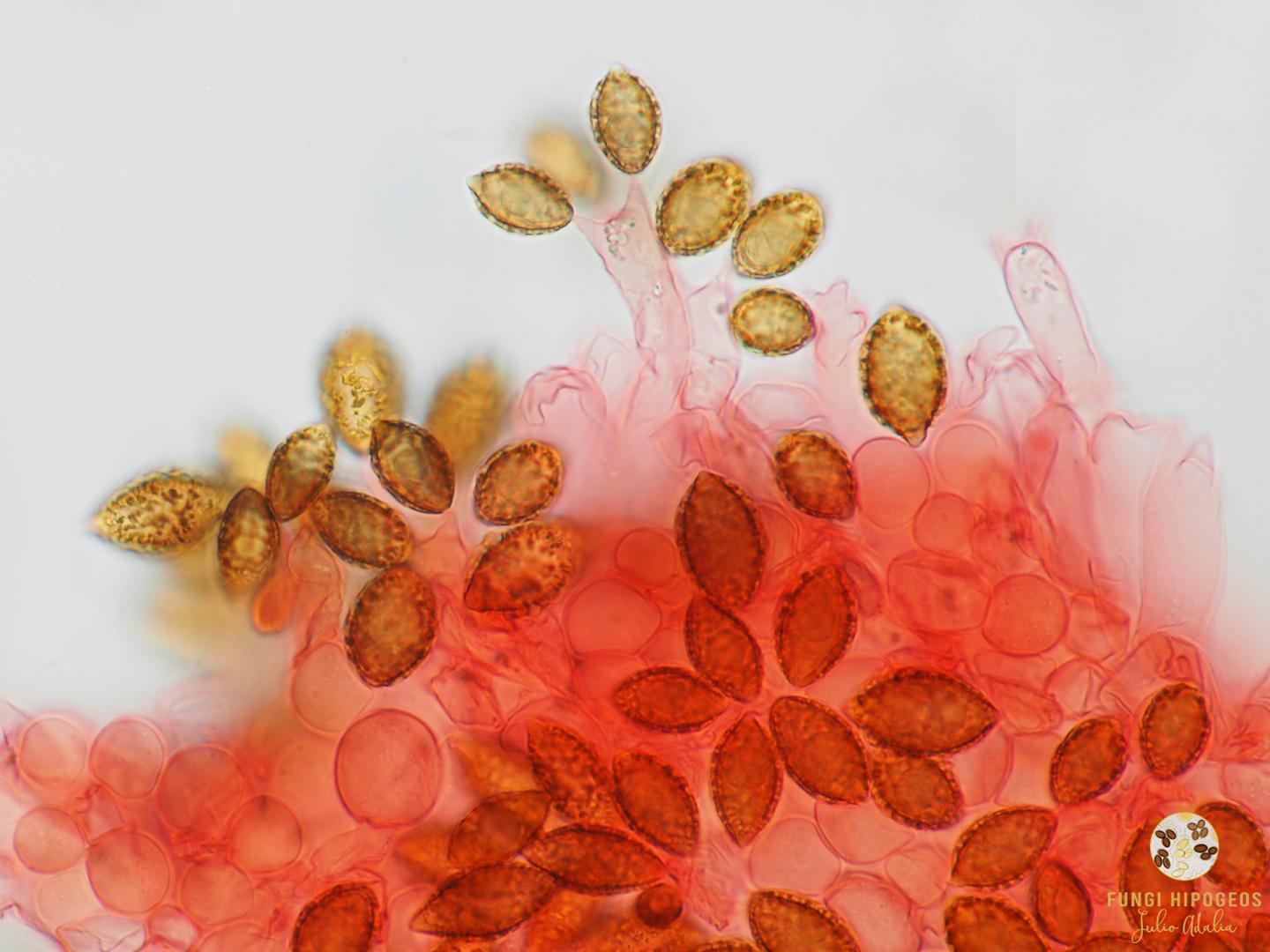 Imagen de portada 1242