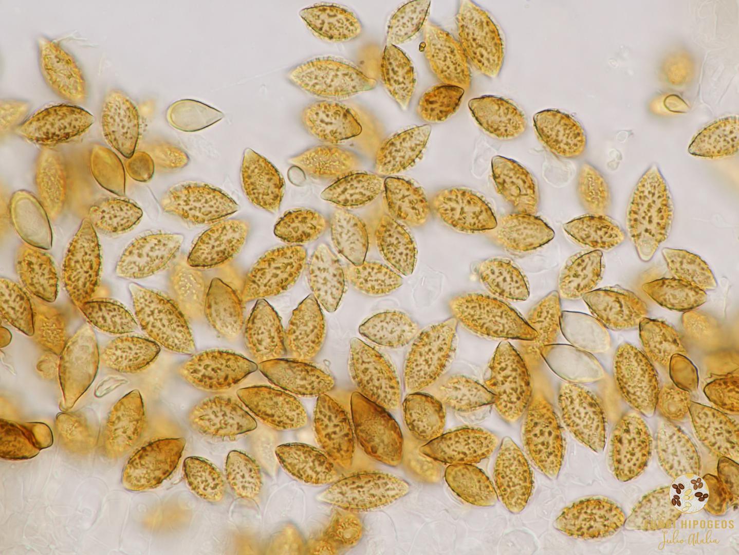 Imagen de portada 1243