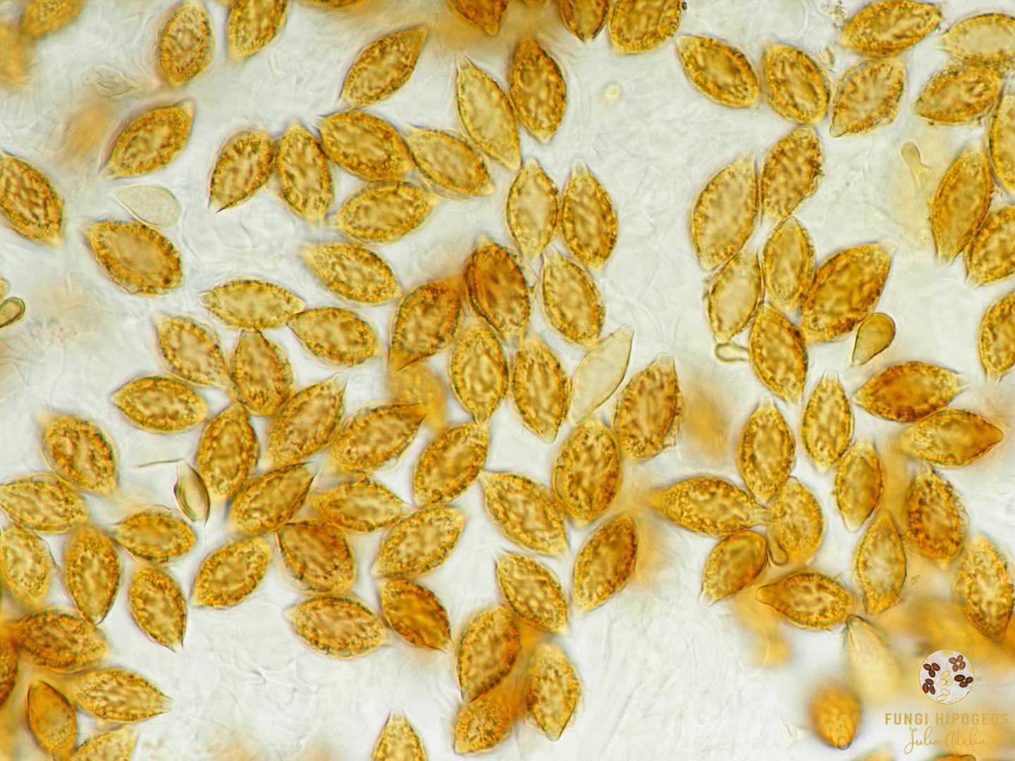 Imagen de portada 1244