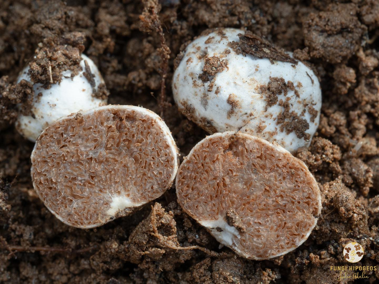 Imagen de portada 1212