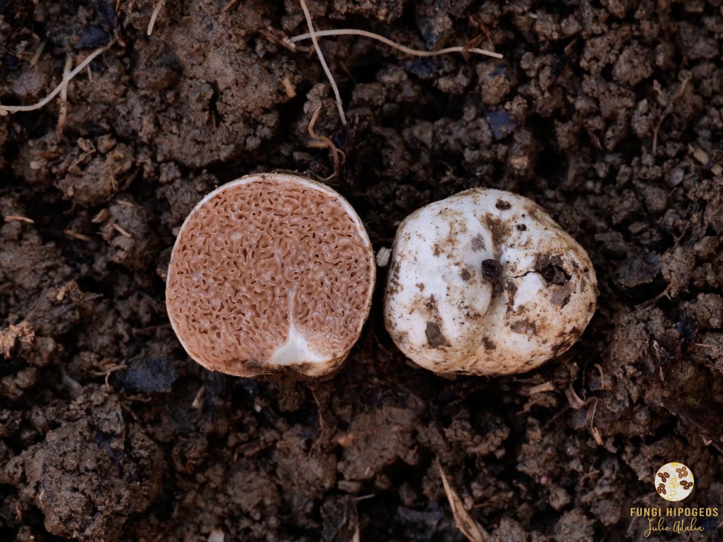 Imagen de portada 1213