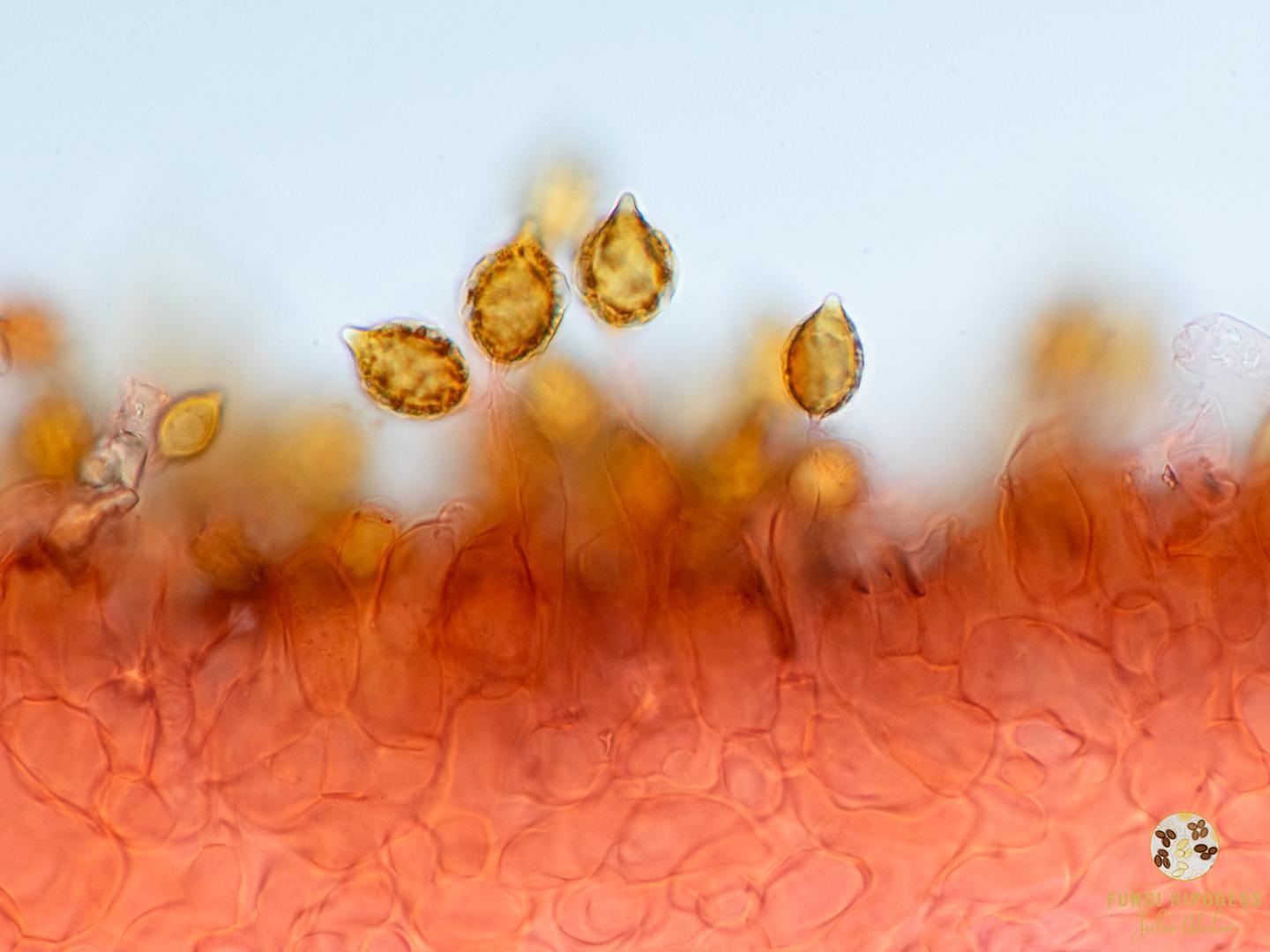 Imagen de portada 1215