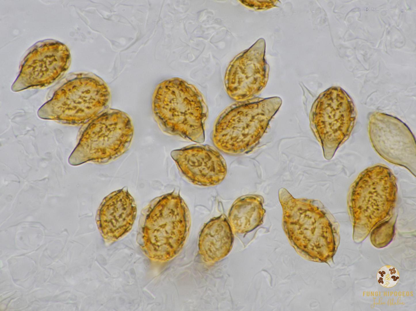 Imagen de portada 1216