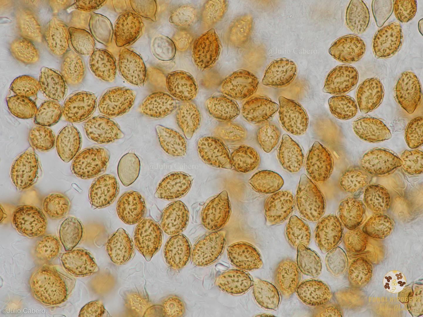 Imagen de portada 1217