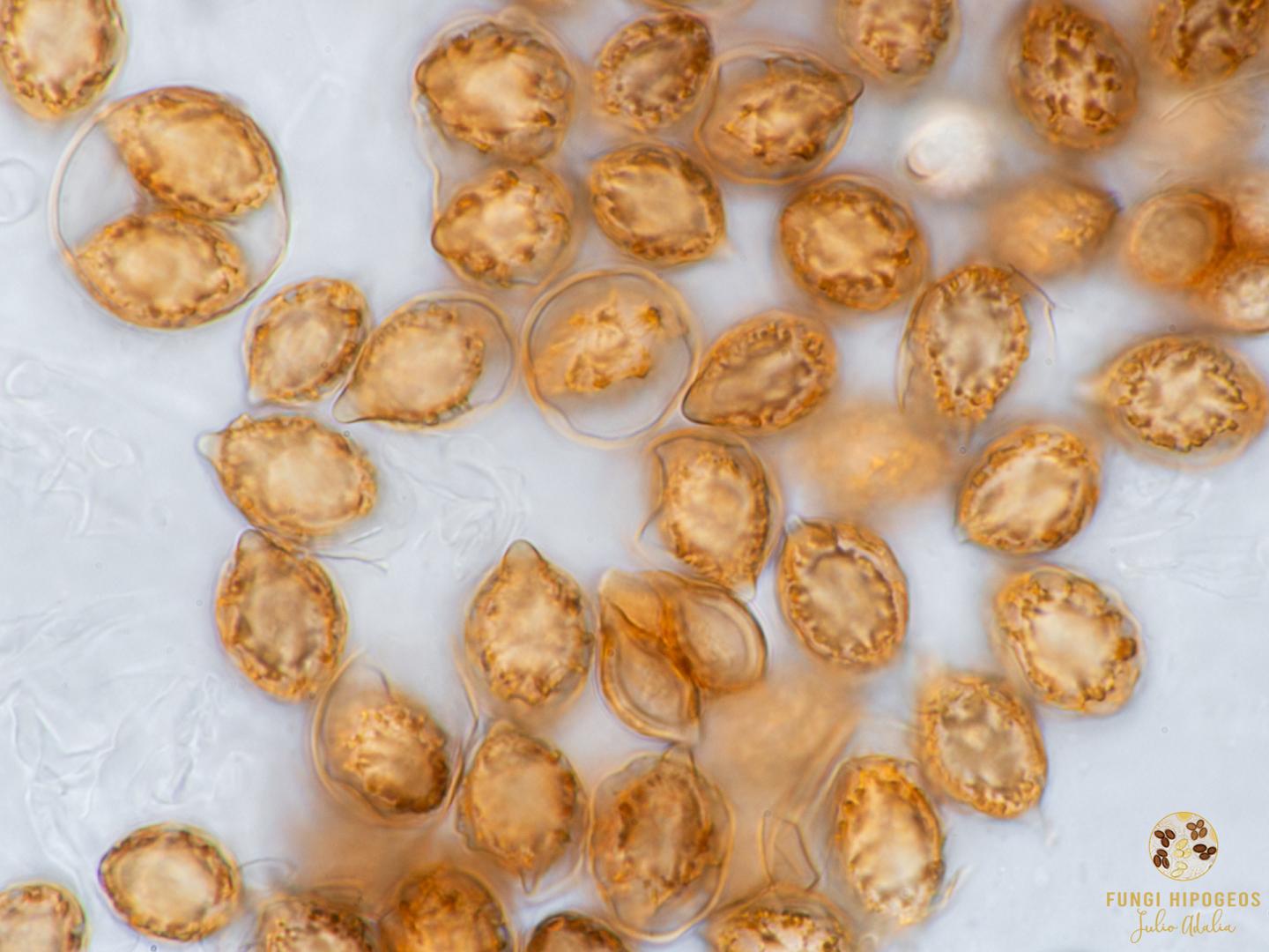 Imagen de portada 1218