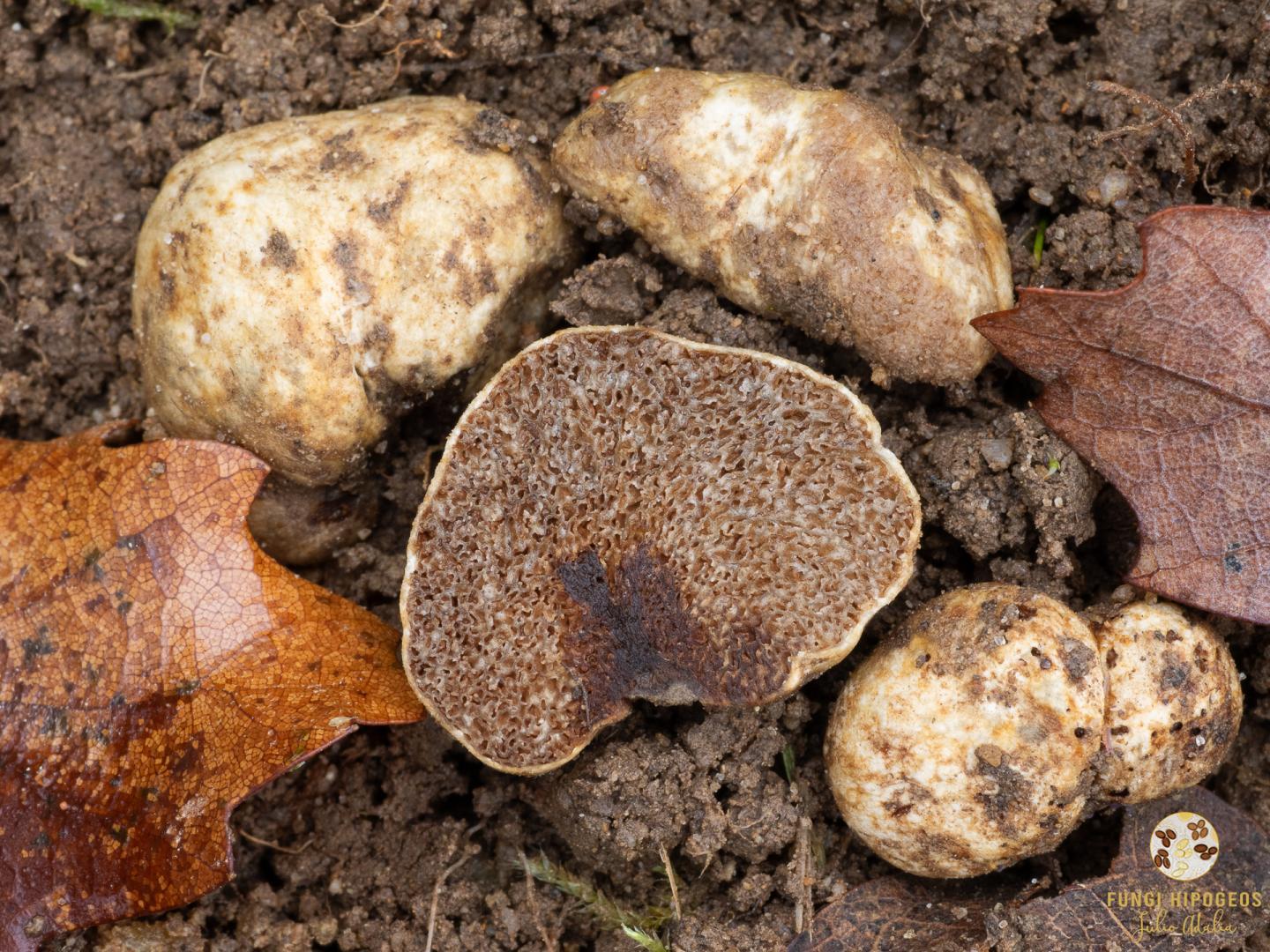 Imagen de portada 1247