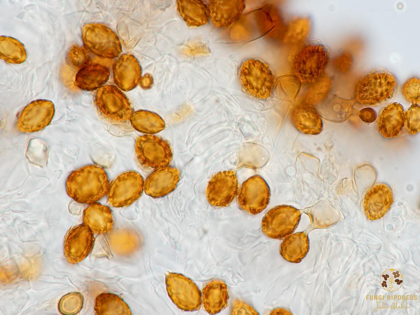 Imagen de portada 1249