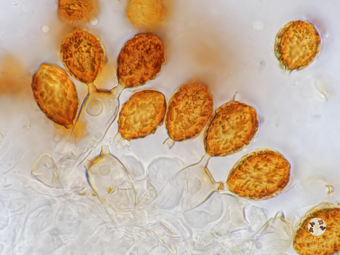 Imagen de portada 1250