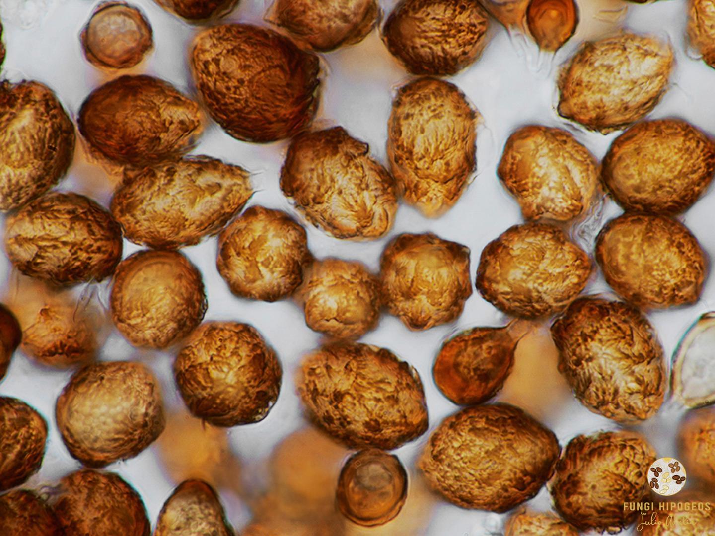 Imagen de portada 1251