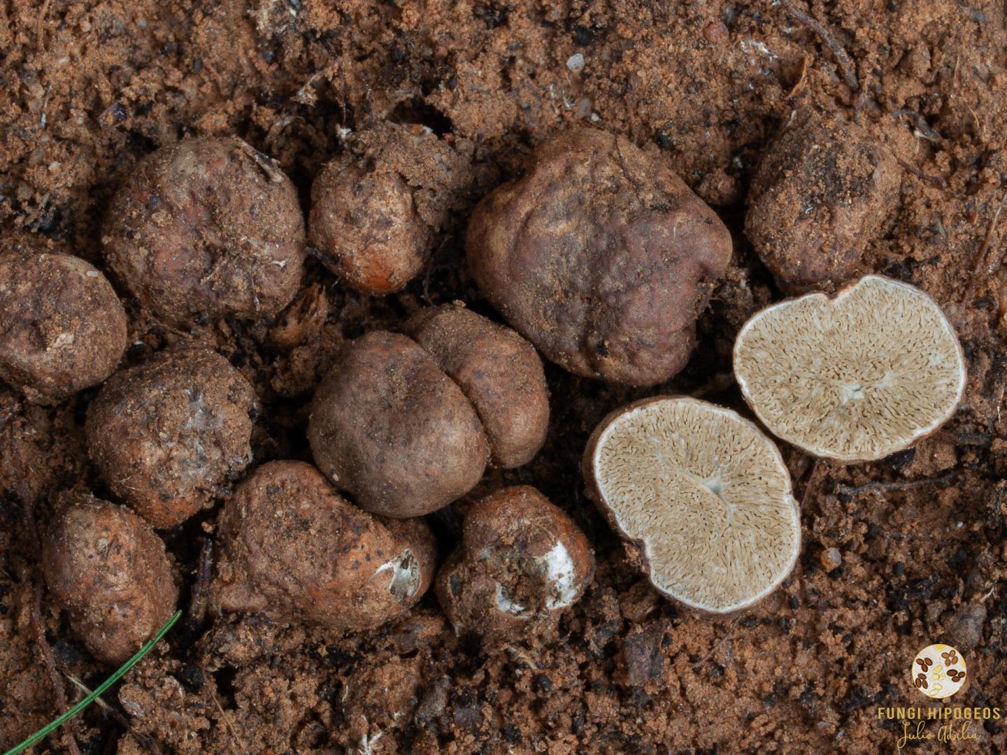 Imagen de portada 1377