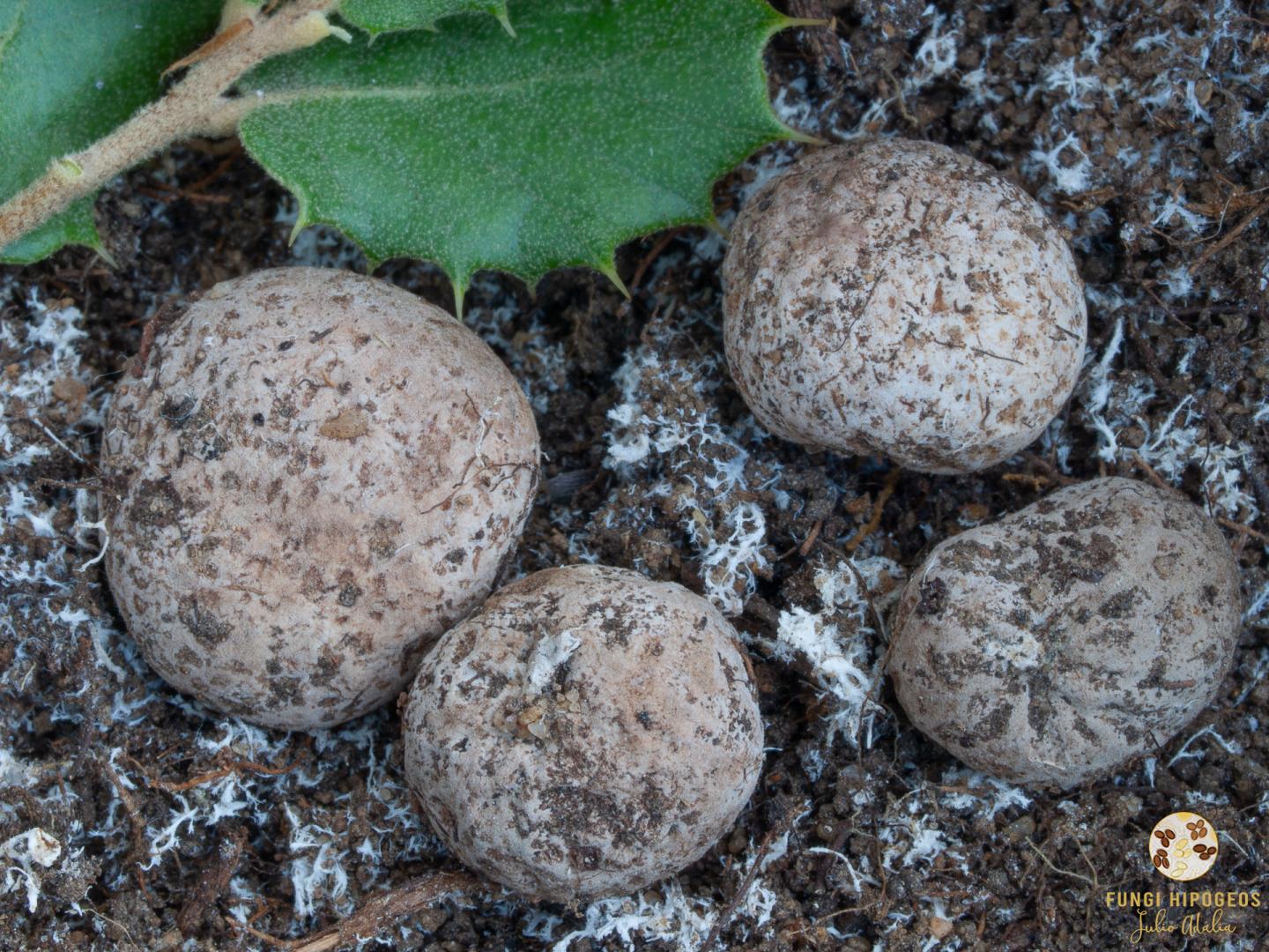 Imagen de portada 1367