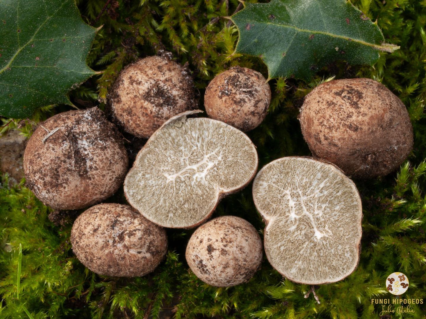 Imagen de portada 1369