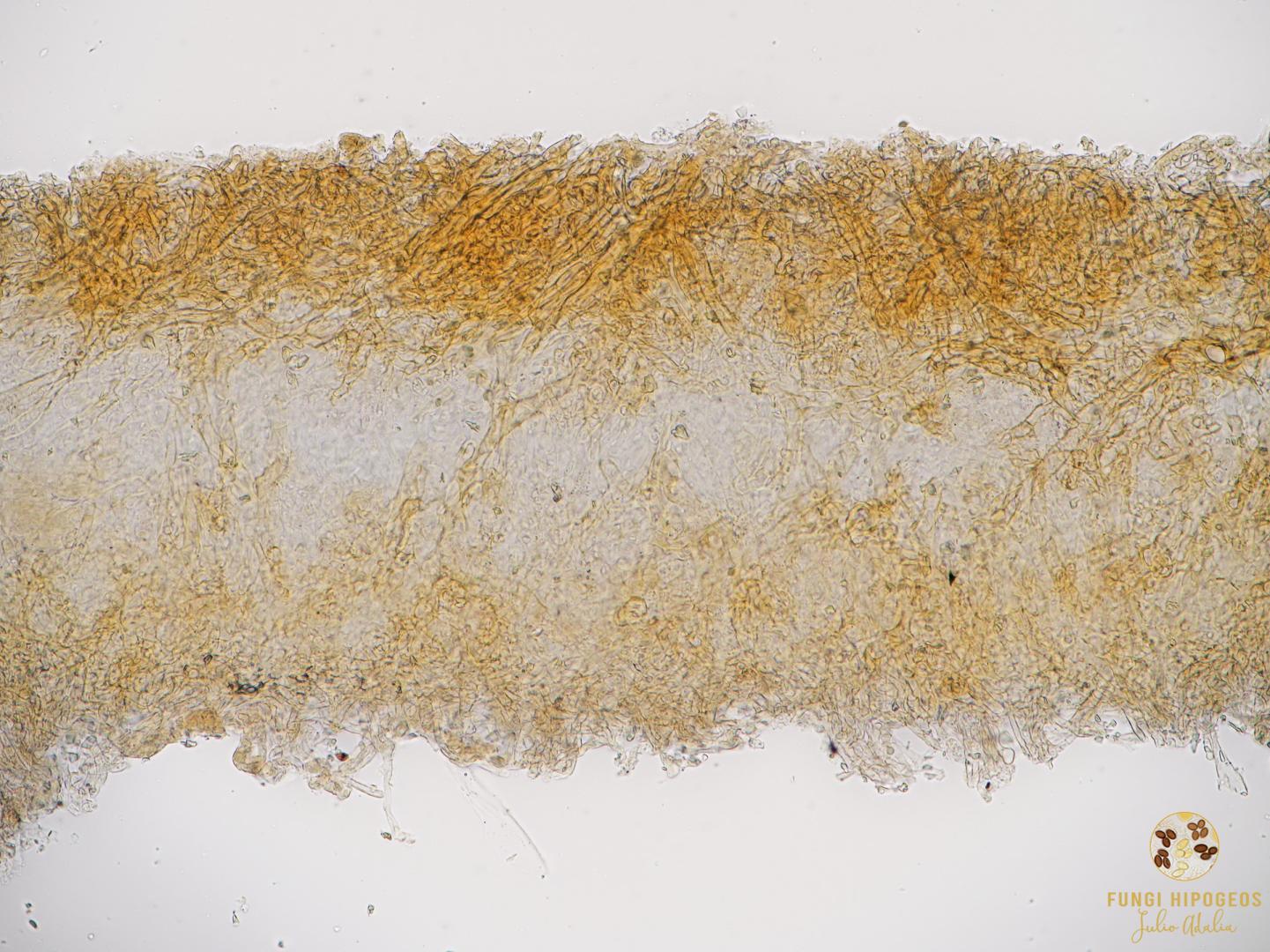 Imagen de portada 1370